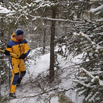 Tomas chopping our tree down